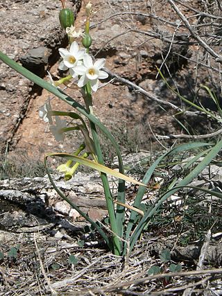 <i>Narcissus dubius</i> Species of daffodil