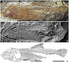 Nanaichthys