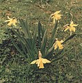 Miniatura para Narcissus bicolor