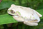 Vignette pour Leptopelis natalensis