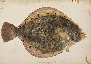 Afbeeldingsbeschrijving Naturalis Biodiversity Center - RMNH.ART.200 - Verasper variegatus (Temminck en Schlegel) - Kawahara Keiga - 1823-1829 - Collectie Siebold - potloodtekening - aquarel.jpeg.