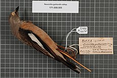 Naturalis Biodiversity Center - RMNH.AVES.144138 1 - Neocichla gutturalis subsp. - Sturnidae - bird skin specimen.jpeg