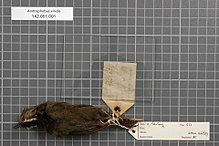 Naturalis Biodiversity Center - RMNH.AVES.146839 2 - Androphobus viridis (Rothschild & Hartert, 1911) - Turdidae - bird skin specimen.jpeg