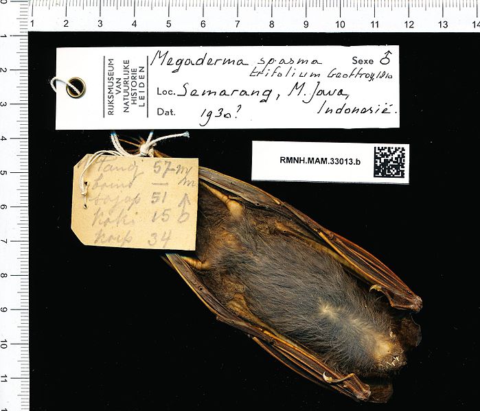 File:Naturalis Biodiversity Center - RMNH.MAM.33013.b gen - Megaderma spasma trifolium - skin.jpeg