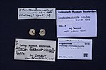 Miniatuur voor Trochoidea cucullus