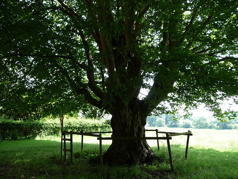 File:Naturdenkmal Hainbuche Döhren Melle -Unterm Baum- Datei 3.jpg