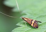 Vignette pour Nemophora degeerella