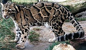 Leopardo-nebuloso no Feline Conservation Center, Rosamond, Califórnia.