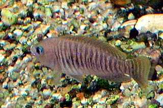 Description de l'image Neolamprologus multifasciatus 2.jpg.