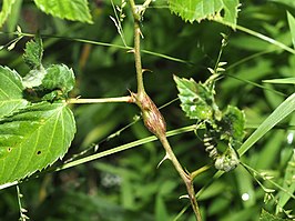 Neolasioptera nodulosa