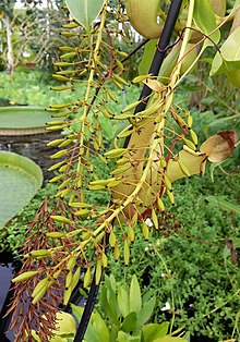 Developing seed pods. Nepenthes alata unbudded flowers.jpg