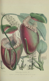 Colorierte Illustration von Nepenthes villosa aus dem Jahr 1860.