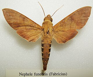 <i>Nephele funebris</i> Species of moth