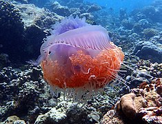 A jellyfish Cephea cephea