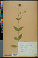 Neuchâtel Herbarium - Knautia drymeia - NEU000030263.jpg