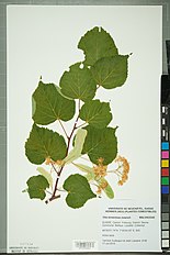 leaves, flowers. herbarium specimen