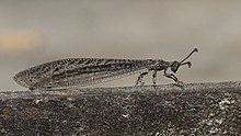 Neuroleon lepidus 009820-1.jpg