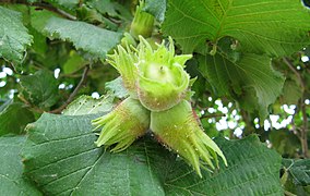 Noisettes sur l'arbre.jpg