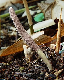 Purpureocillium - Wikipedia