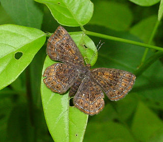<i>Calephelis borealis</i> Species of butterfly