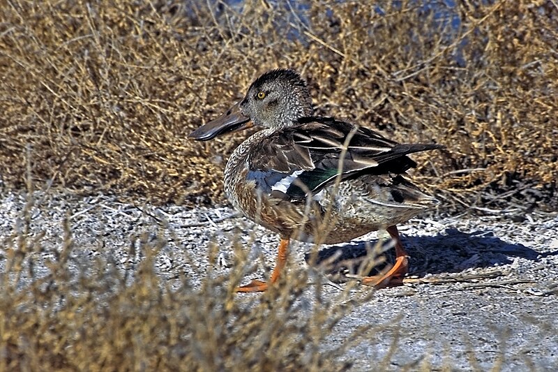 File:Northern Shoveler Struting.jpg