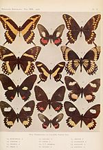Miniatura para Papilio homothoas