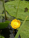 Vignette pour Nuphar lutea