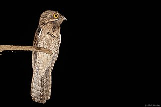 Northern potoo Species of bird