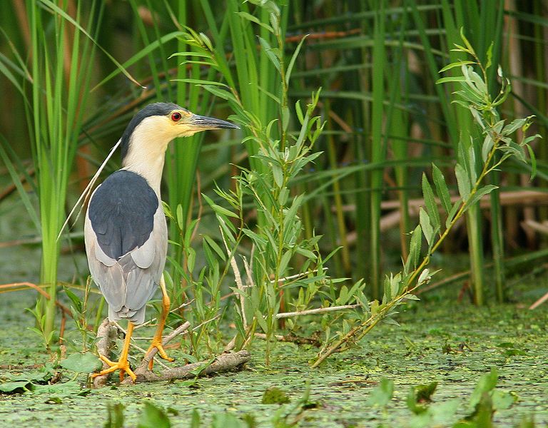 File:Nycticorax nycticorax' AM1 slepowron.jpg