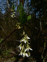 Oemleria cerasiformis