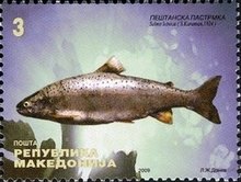 Охридская форель (Salmo letnica) .jpg