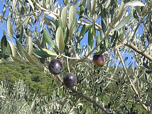 Huile D'olive: Histoire, Composition, Utilisation