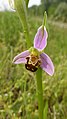 Ophrys apifera Germany - Iffezheim