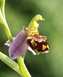 Ophrys apifera flower3.jpg