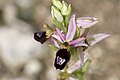 Ophrys drumana flower France - La Corneyrette