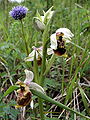 Ophrys holoserica Belgium - Calestienne