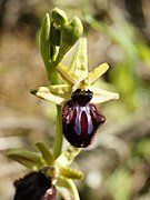   Ophrys incubacea