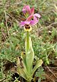 Ophrys tenthredinifera Spain