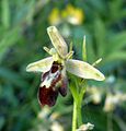 Ophrys × pietzschii Germany - Tauberland