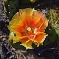 Opuntia humifusa - Point Pelee.jpg