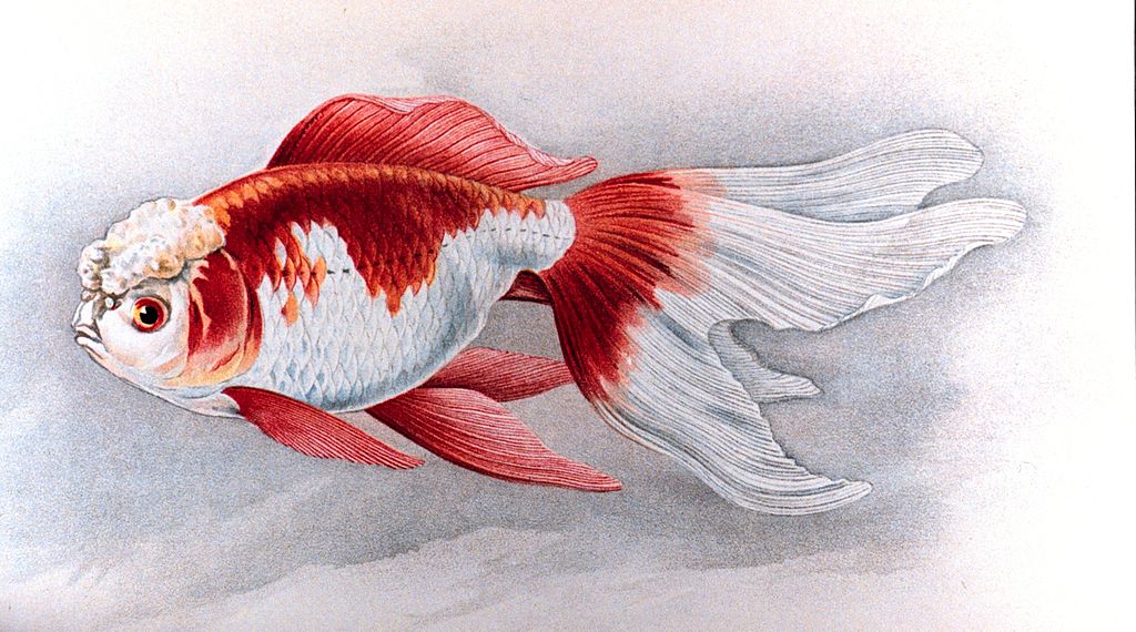 japanese goldfish drawing