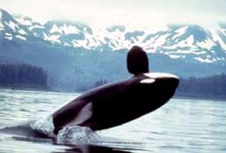고래뛰기하는 범고래의 모습.