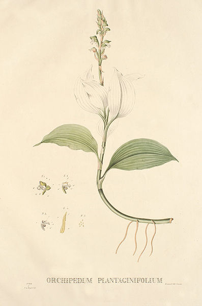 File:Orchipedum plantaginifolium.jpg