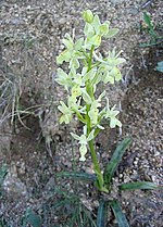 Miniatura para Orchis provincialis