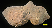 Ordovician Kope Encrusted Concretion.JPG