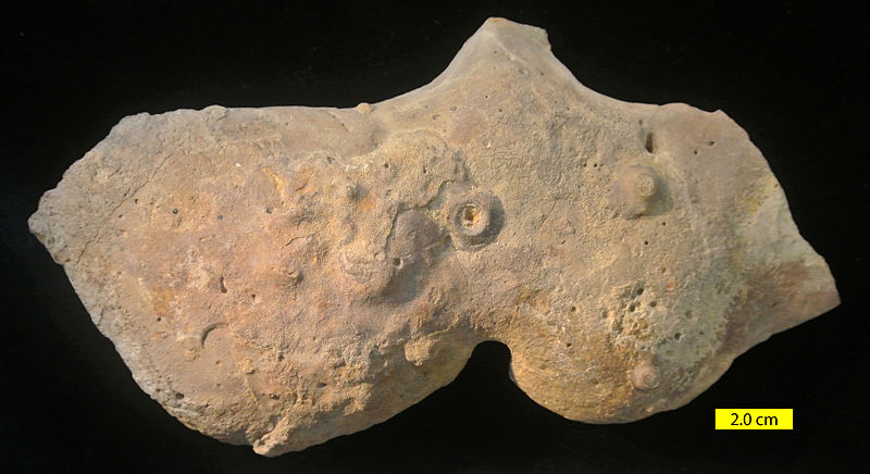 File:Ordovician Kope Encrusted Concretion.JPG