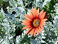 * Nomination Flowers and leaves of Osteospermum ecklonis (Cape marguerite) -- Alvesgaspar 22:26, 17 January 2022 (UTC) * Promotion  Support Good quality. --Steindy 00:15, 18 January 2022 (UTC)