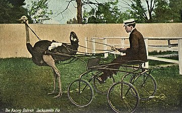 אדם ישוב על עגלה הרתומה ליען, בג'קסונוויל, פלורידה, בערך 1911