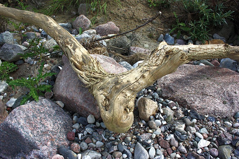 File:Ostseeinsel Hiddensee - Westseite Strand - panoramio.jpg