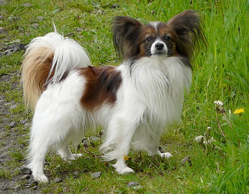 Outdoor Continental Toy Spaniel Papillon